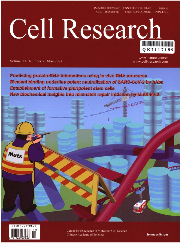 Cell Research杂志封面